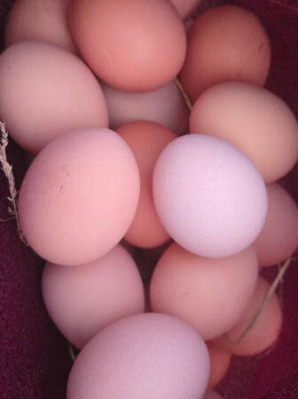Pasture-Raised Eggs