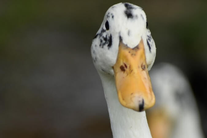 Heritage Poultry